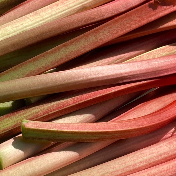 rhubarbrose